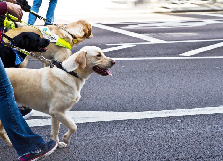Dogs
